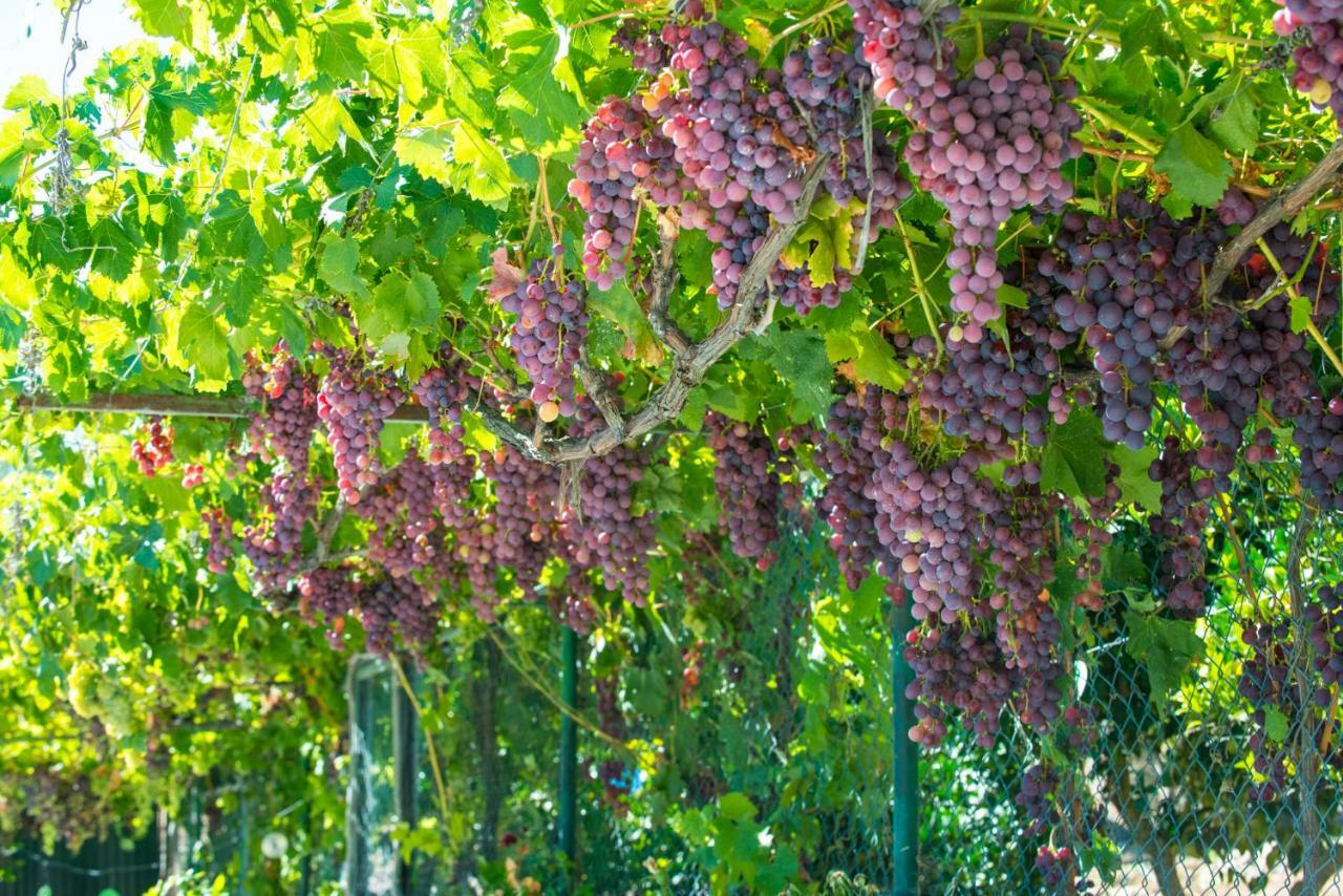 Вілла Quinta Montebelo Віла-Франка-де-Шіра Екстер'єр фото